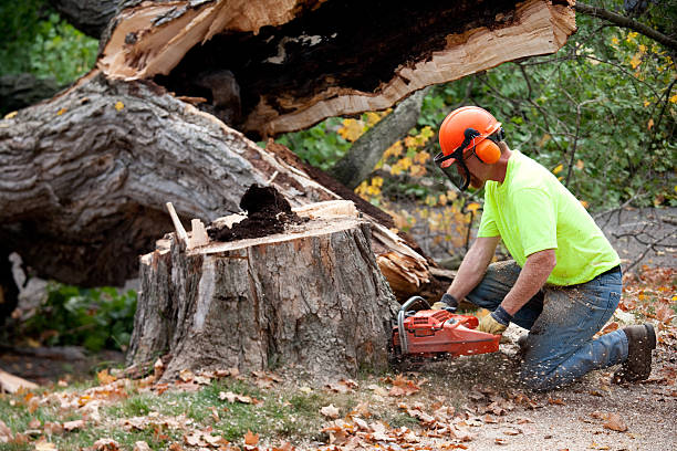 The Steps Involved in Our Tree Care Process in Brownsville, PA